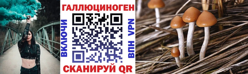 Псилоцибиновые грибы мицелий Гатчина